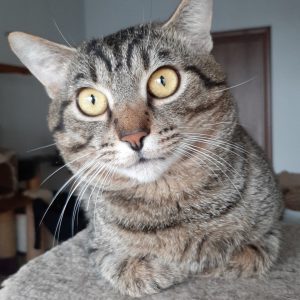 Полосатый кот с желтыми глазами