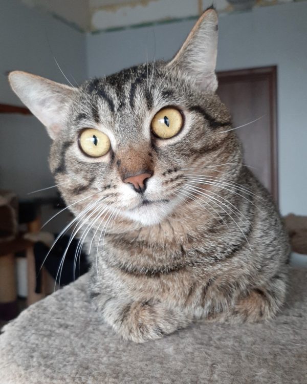 Полосатый кот с желтыми глазами